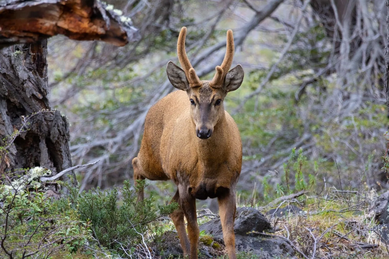 Huilo Huilo Selva Patagonica Temporada Alta 2026 — Panguipulli